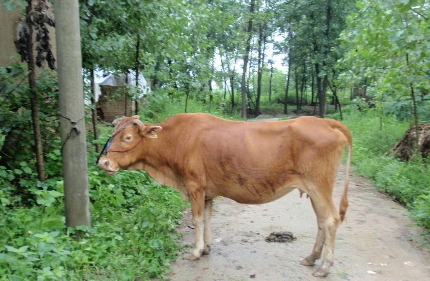 新昌最新求一个套医保卡的黄牛是真的吗方法分析(最方便真实的新昌求一个套医保卡的黄牛是真的吗还是假的方法)